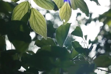 尋找百名困境兒童，聆聽童音，護苗成長